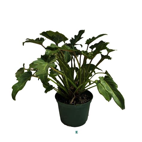 Potted Tropical Assorted Plant Sold Individually Alsip