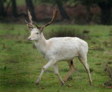 Fallow Deer Stag Rare Whiite Variety Stock Photo Image Of Belonging