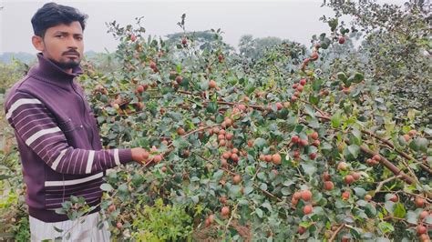 Kasmiri Apple Ber Plants Farming Youtube