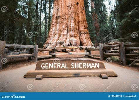 General Sherman Tree The World`s Largest Tree By Volume Sequoia