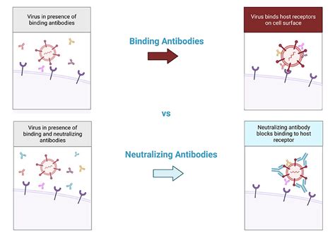 sars cov 2 neutralizing antibody detection kit