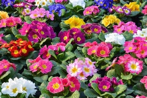 15 Frost Tolerant Flowers Urban Garden Gal