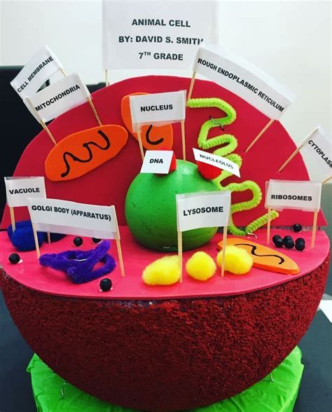 Styrofoam Labeled Animal Cell Model Cell Biology On The Dining Table