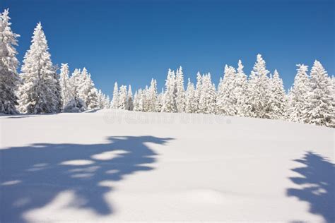 Snowy Winter Wonderland Stock Image Image Of Frost 111187755