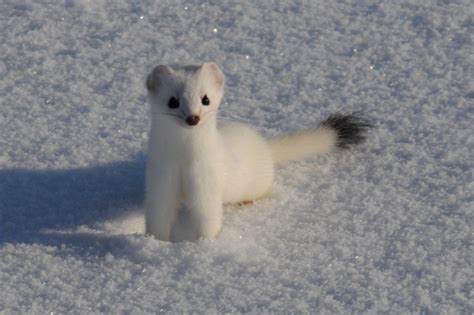 Ermine Short Tailed Weasel Portrait Steeve Miousse Flickr