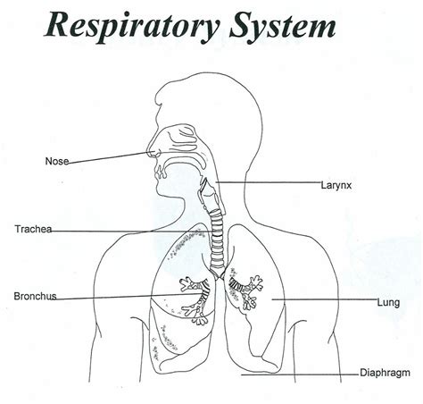 Respiratory System Unlabeled Human Human Respiratory System