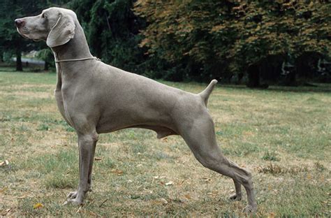 Weimaraner Dog Breed Information