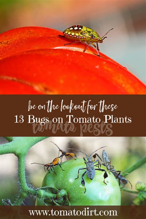 How To Identify 13 Common Bugs On Tomato Plants