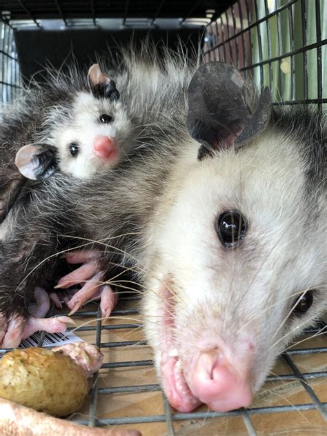 Affordable Possum Trapping From Alpharetta To Dawsonville