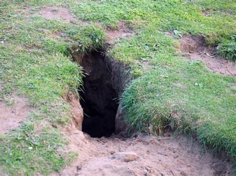 Why Do Rabbits Dig Holes In My Lawn A Pictures Of Hole 2018