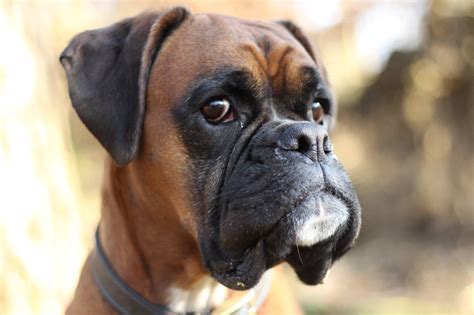 Free Boxer Dog Brown Face Pet Animal Image