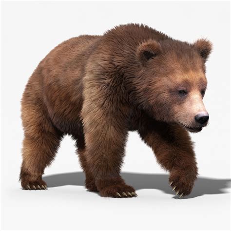 Brown Bear 3 Fur Animated 3d Model Animated Rigged Max