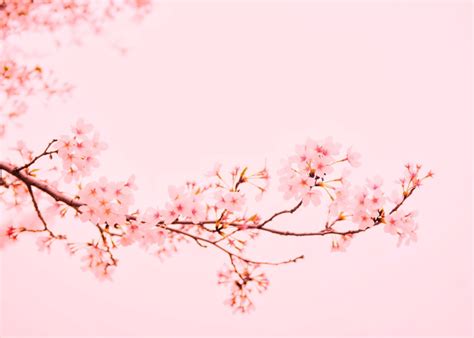 Pink Cherry Blossoms Poster By Bear Amber Art Displate Cherry