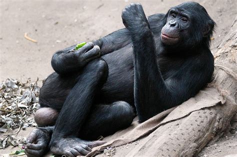 The Pygmy Chimpanzee Is Waiting For You At Zoo Leipzig