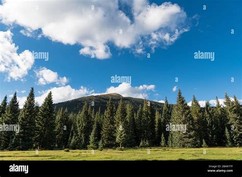 White Spruce Forest Usa Hi Res Stock Photography And Images Alamy