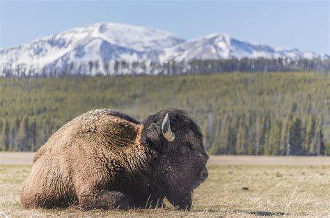 Buffalo In Yellowstone Photograph By Gabe Jacobs Fine Art America