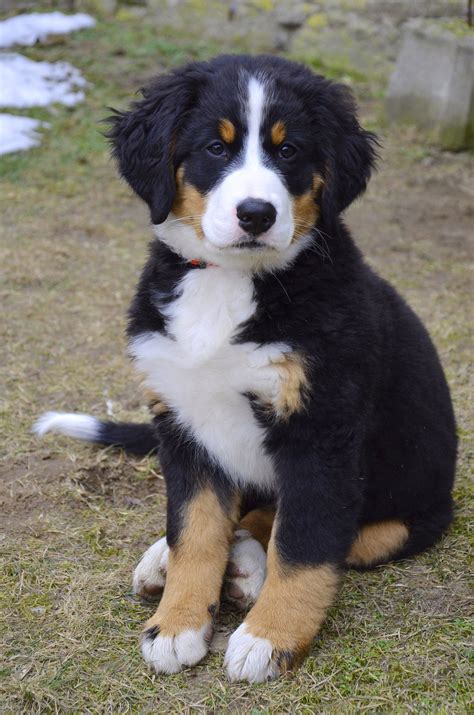 The best way to determine the temperament of a mixed breed is to look up all breeds in the cross and know you can get any combination of any of the characteristics found in either breed. Bernese Mountain Dog - All Big Dog Breeds
