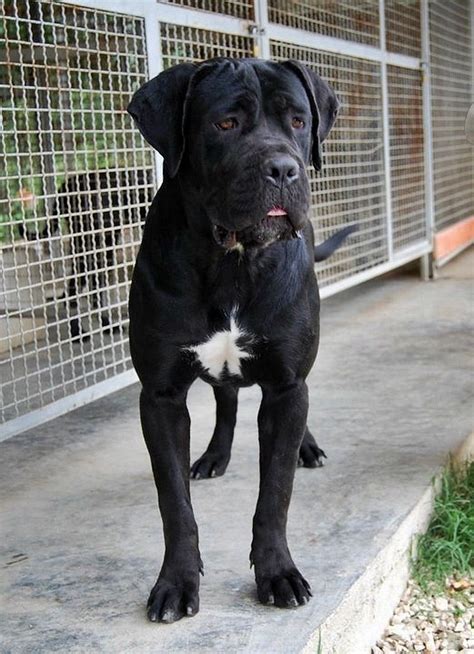 Pin On Cane Corso