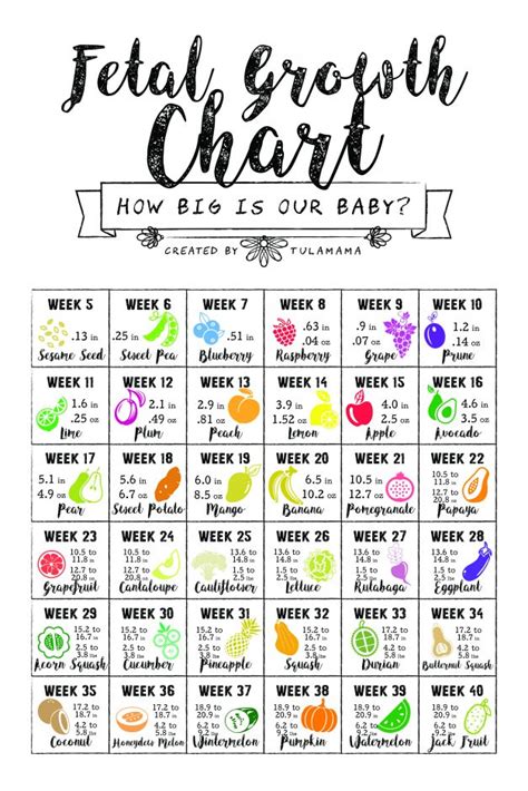 How Big Is My Baby Using A Fetal Growth Chart To Track Your Baby Size