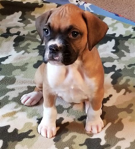 A Geek Daddy Boxer Puppy Update