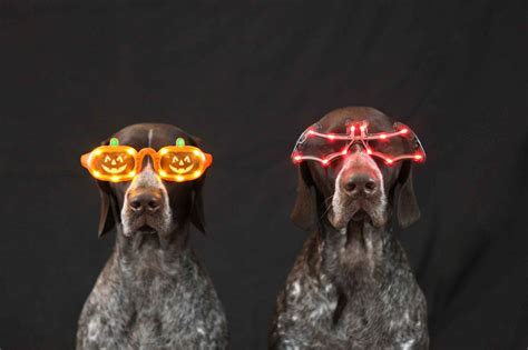 Has been added to your cart. Should You be Concerned About Halloween Pet Safety? | The ...