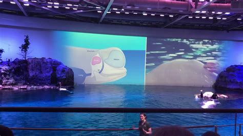 Shedd Aquarium Chicago June 2019 Beluga Whale Show Youtube
