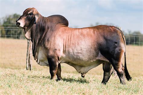 Our Cattle Sires Br Cutrer Inc Brc Ranch Brahman Bulls