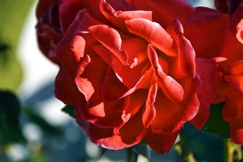 Big Red Rose Free Stock Photo Public Domain Pictures