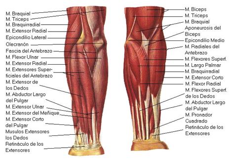 Topografia Muscular Del Miembro Inferior Anatomy Reference Massage Therapy Anatomy