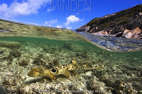 Minden Pictures Epaulette Shark Hemiscyllium Ocellatum In Shallow