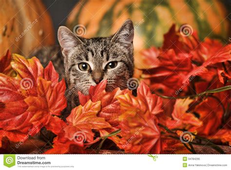 Autumn Cat Stock Image Image Of Dramatic Falling Beauty