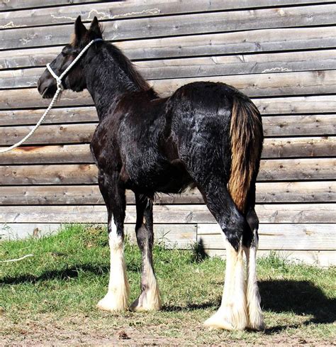 Darkmoor Shire Horse Stud Darkmoor Shire Horses For Sale