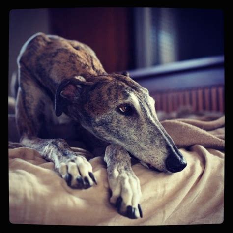 Brindle Greyhound On The The Bed Sarah Snavelys Greyhound Winchester