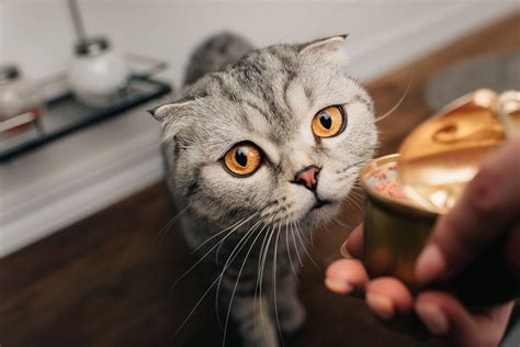 Also, it will keep your cat's teeth healthy. The Ultimate Cat Feeding Guide Wet and Dry Foods in 2020 ...