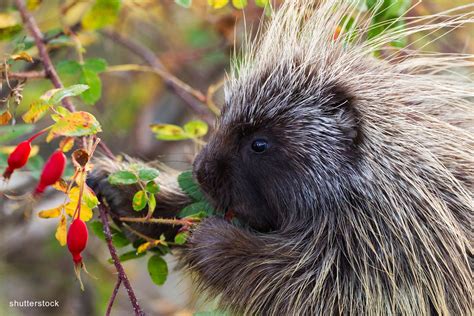Porcupine Panderings Music Of Nature