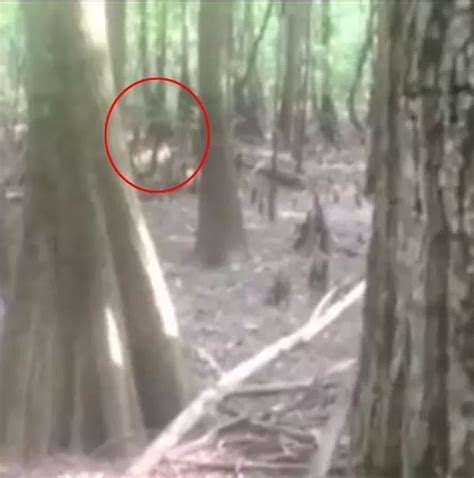lizard man of scape ore swamp caught on camera mirror online
