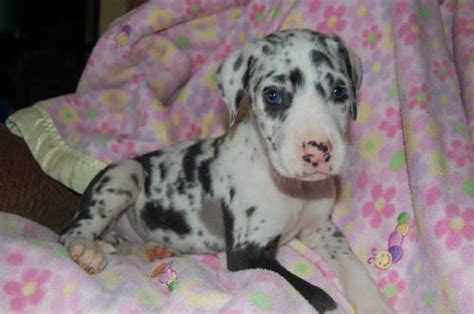 We're a family owned business from fort wayne, in and are passionate about serving the puppy community. WWKC/AKC GREAT DANE PUPPIES Born 09/06/2013 for Sale in ...