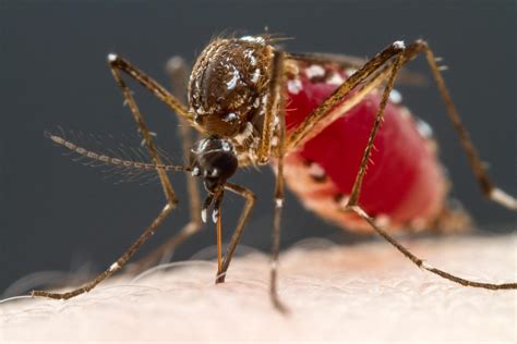 Worlds Deadliest Animal Mosquitoes Taste For Blood Traced To Four