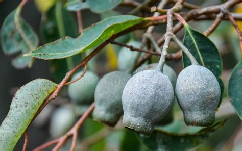 Eucalyptus Seed Pods Hanging On Branch Close Up Stock Photo Image Of