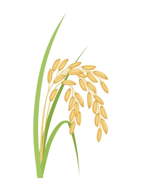 Vector Illustration Paddy With Green Leaves Isolated On A White