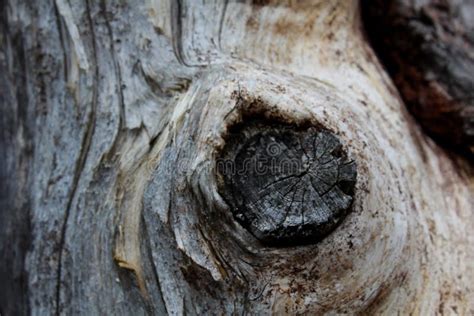 Close Up Texture Of Branch Stump And Bark Stock Photo Image Of