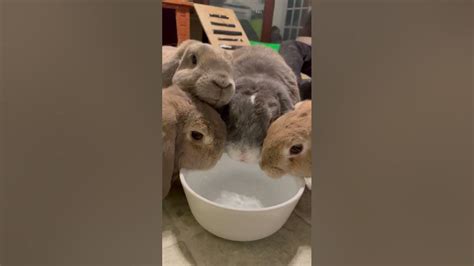 Bunnies Drink From Water Bowl Together Viralhog Youtube