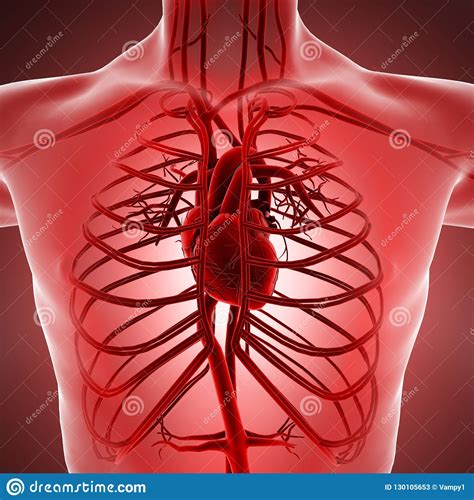Human Arteries And Heart