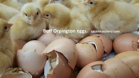 Buff Orpington Fertile Hatching Eggs For Sale Fresh Fertile Eggs Cackle Hatchery®