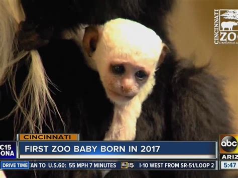 Meet Cincinnati Zoos First Baby Of 2017