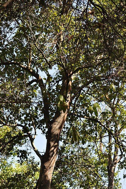 A Giraffe Standing In The Middle Of A Forest Next To A Tall Tree