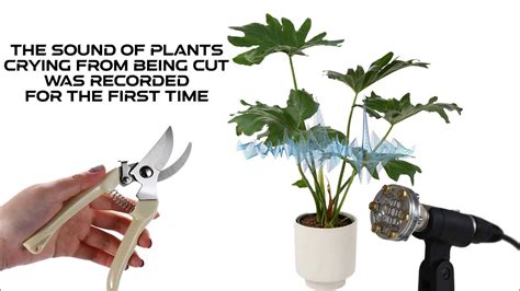 Plants Feel Pain And Scream When Stems Are Cut Or Dried Crying Sound