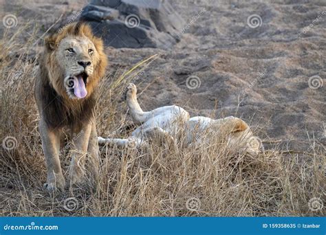 Leões Acasalando No Kruger Park Na áfrica Do Sul Imagem De Stock