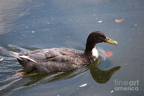 Manky Mallard Hybrid 20130924458 Photograph By Tina Hopkins Fine Art