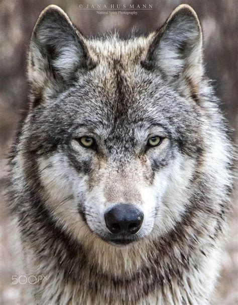 Grey Wolf Kootenay Bc Cute Wild Animals Animals Timber Wolf